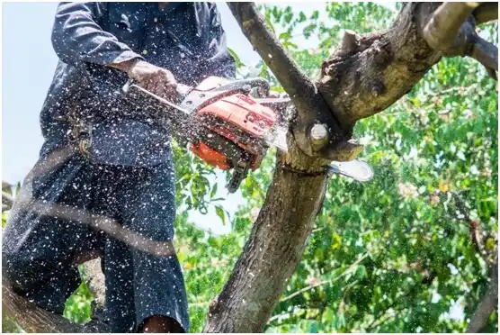 tree services East Freedom